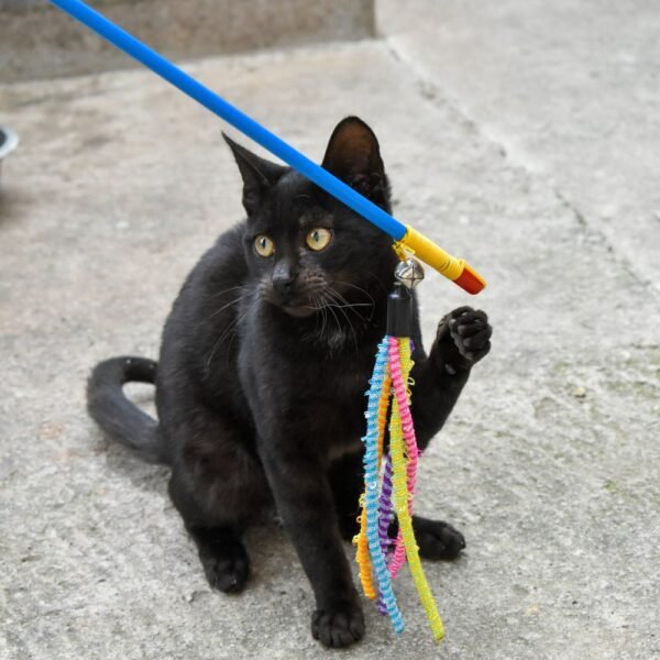Black cat playing with a ribbon wand teaser toy