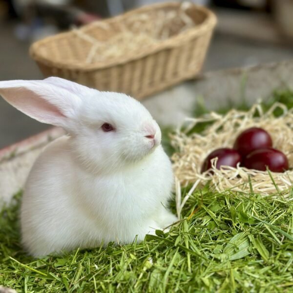 White rabbit next to a woven basket and hay