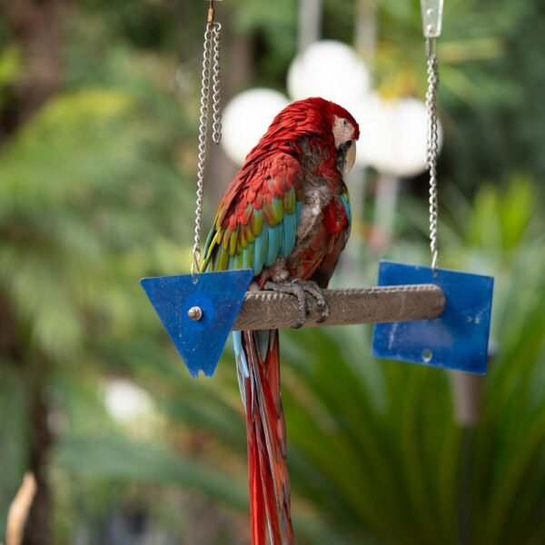 Macaw sitting on a hanging perch swing