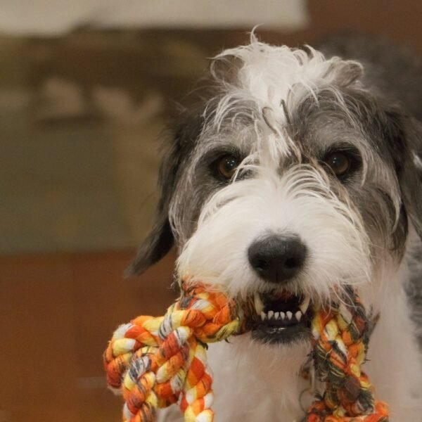 Dog holding a colorful braided rope tug toy